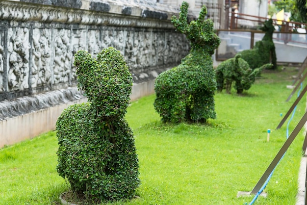 Plants in garden