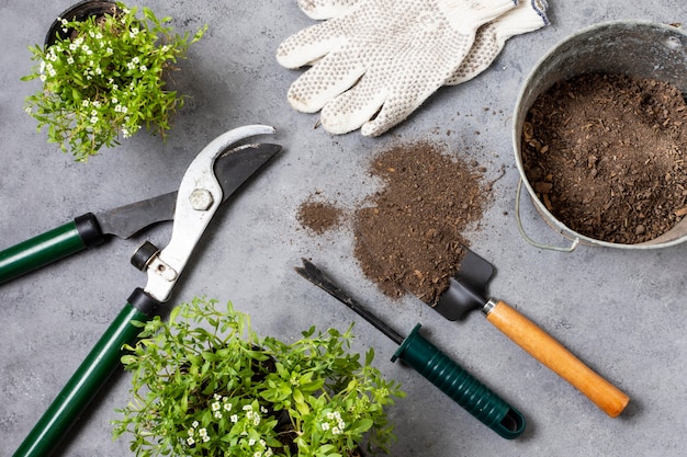 Photo plants gardening tools close up