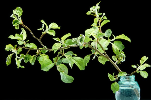 Plants in a glass container with black isolated