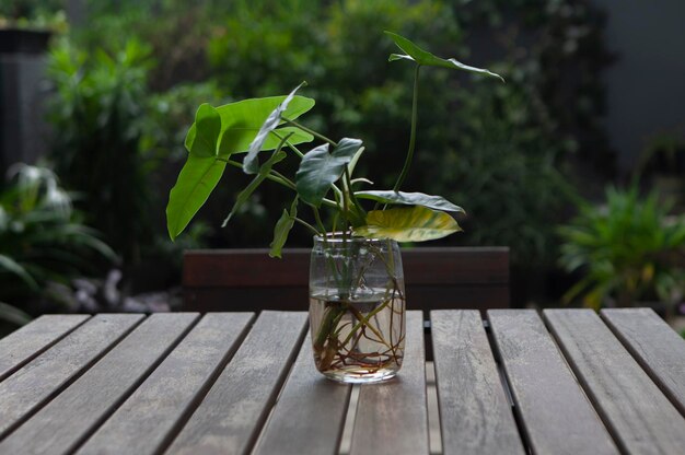 Plants in glass pots on a table made of wood