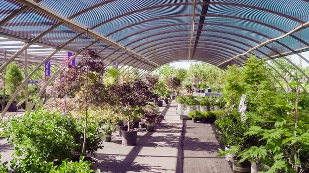 Plants in green house at garden center.