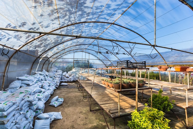 Photo plants in greenhouse against blue sky