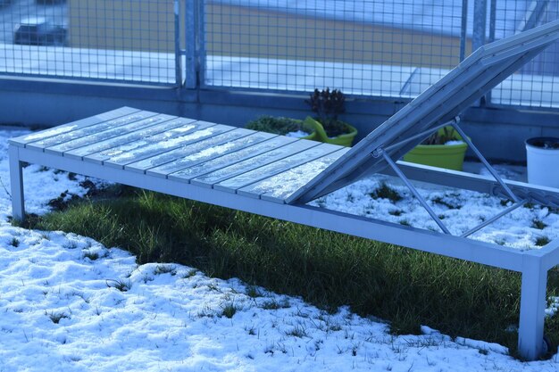 Plants in greenhouse