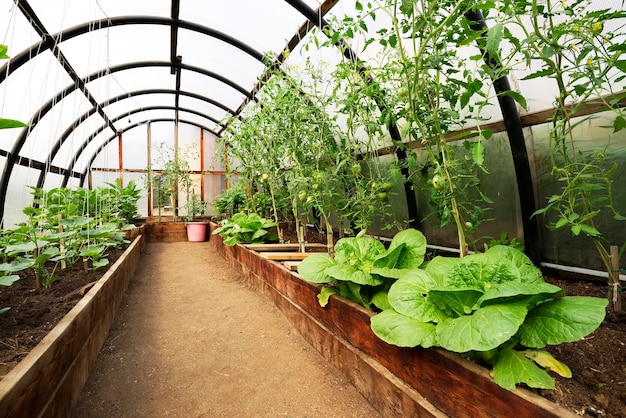 plants at greenhouse