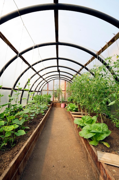 plants at greenhouse
