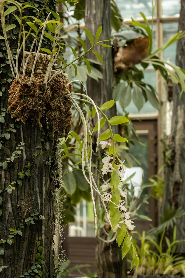 温室の植物