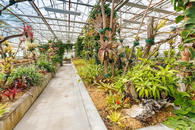 Plants in greenhouse