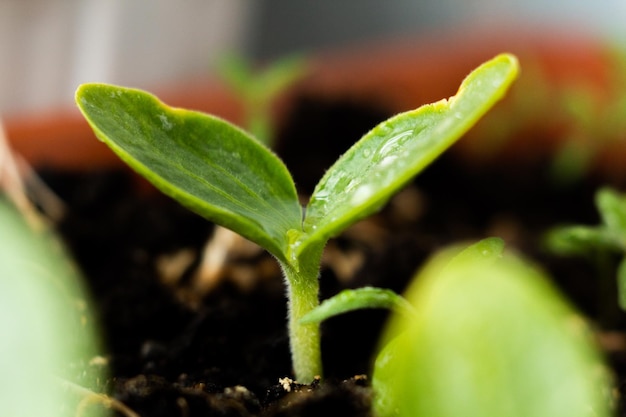 植物は地面で育ちます