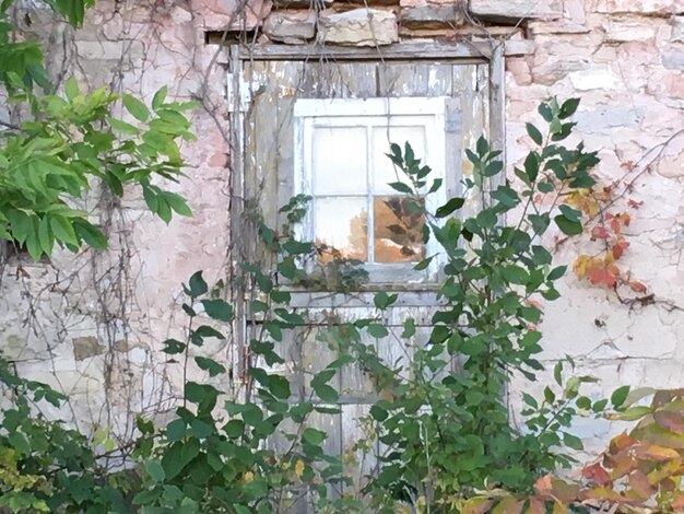 Plants growing in abandoned house