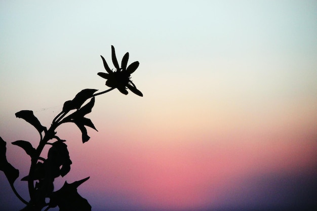 Foto piante che crescono contro un cielo limpido al tramonto