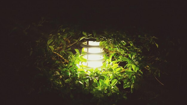 Фото Растения, растущие ночью