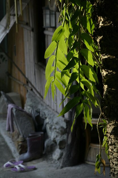 Photo plants growing in backyard