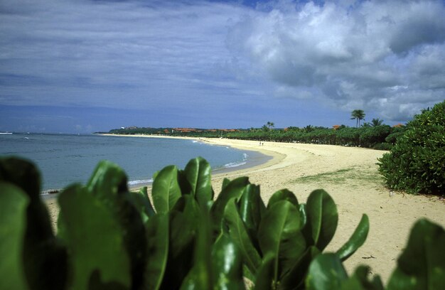 Photo plants growing at beach against cloudy sky