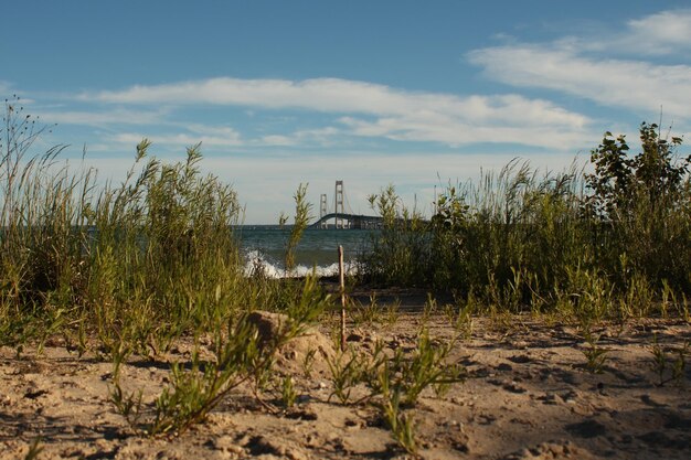 Plants growing on beach against sky