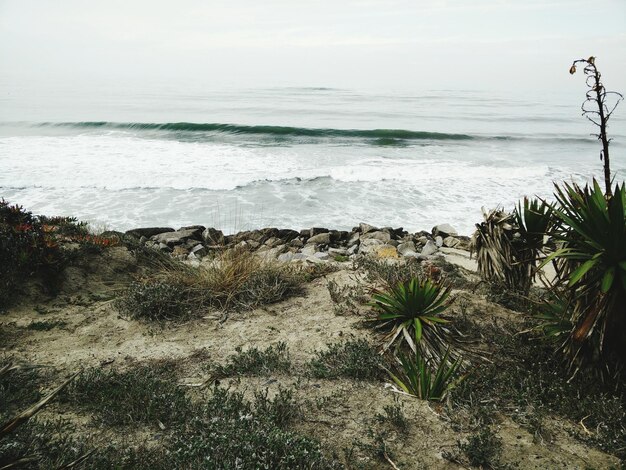 Photo plants growing at beach against sky