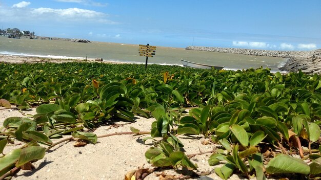 Plants growing on beach against sky