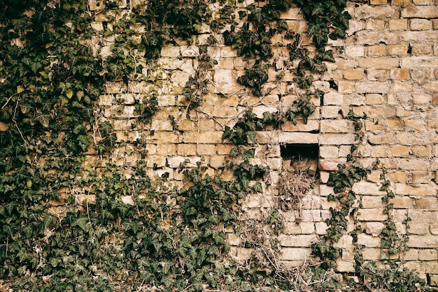 Plants growing on brick wall