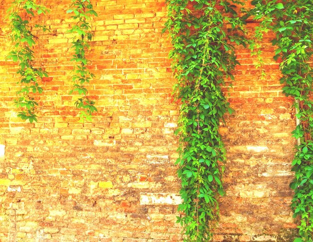Foto piante che crescono su un muro di mattoni