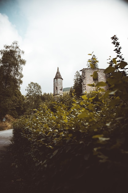 Photo plants growing by building in forest against sky