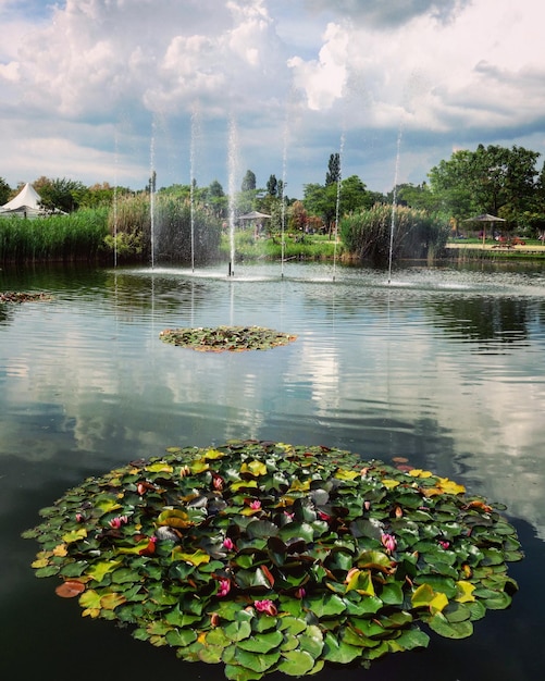 Foto piante che crescono vicino al lago contro il cielo