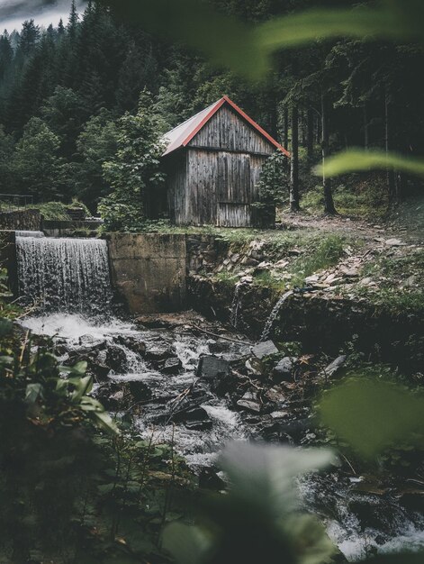 Foto piante che crescono vicino a un lago in foresta