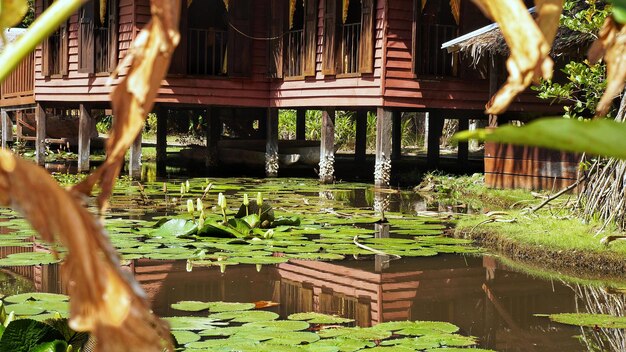 写真 湖のそばで育つ植物