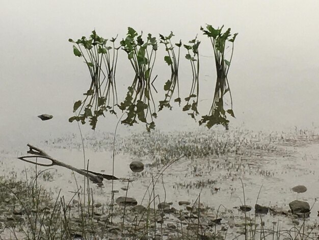 写真 湖のそばで育つ植物