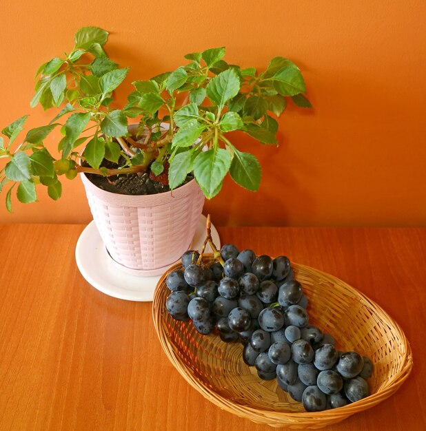 Plants growing by potted plant on table against wall