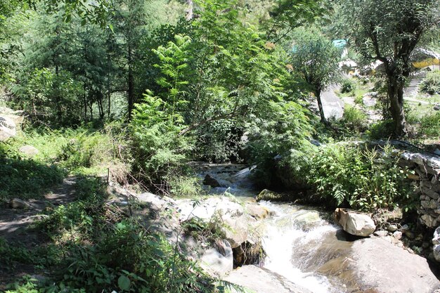 Plants growing by stream in forest