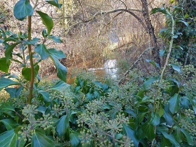 Plants growing by tree