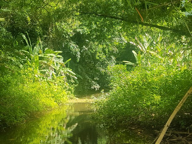 Plants growing in canal