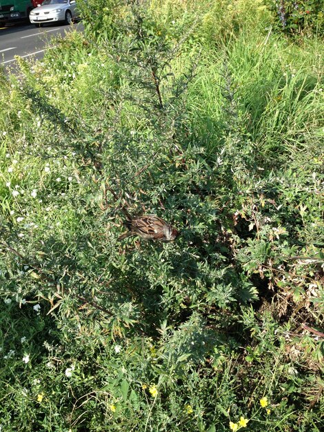 Plants growing on a car