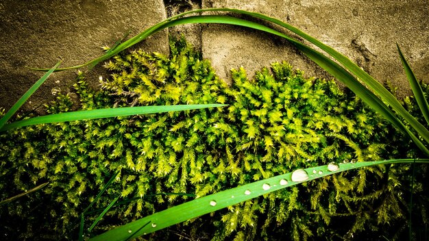 Plants growing in the dark