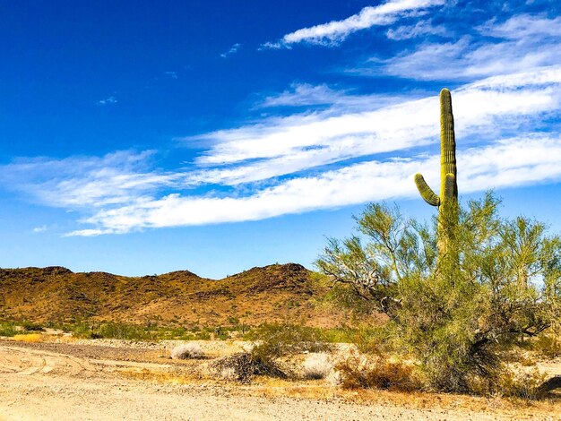 Foto piante che crescono nel deserto contro il cielo