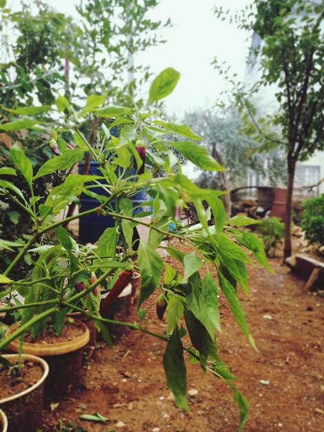 Plants growing in farm