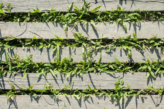 Plants growing in farm