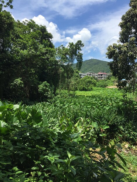 Plants growing in farm