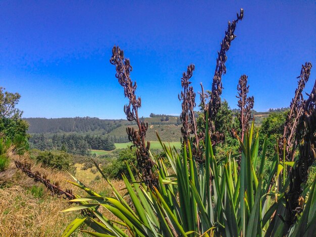 Plants growing on field against blue sky