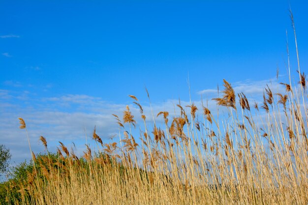 Plants growing on field against blue sky