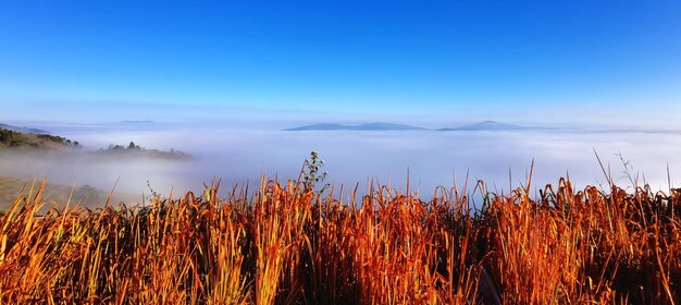 Plants growing on field against blue sky