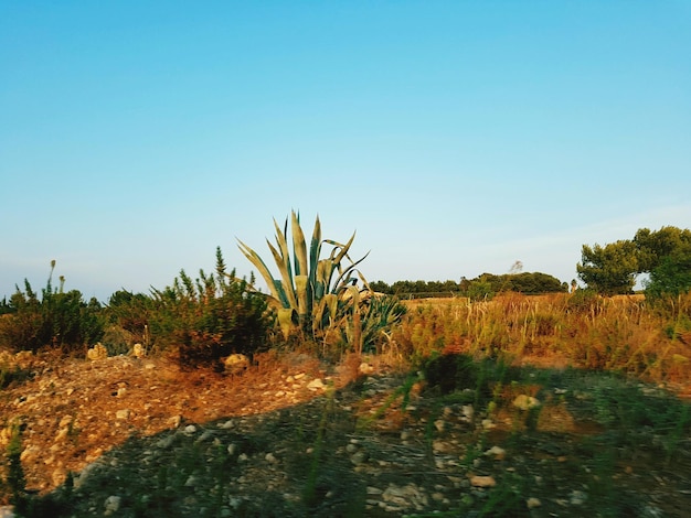 Photo plants growing on field against clear blue sky