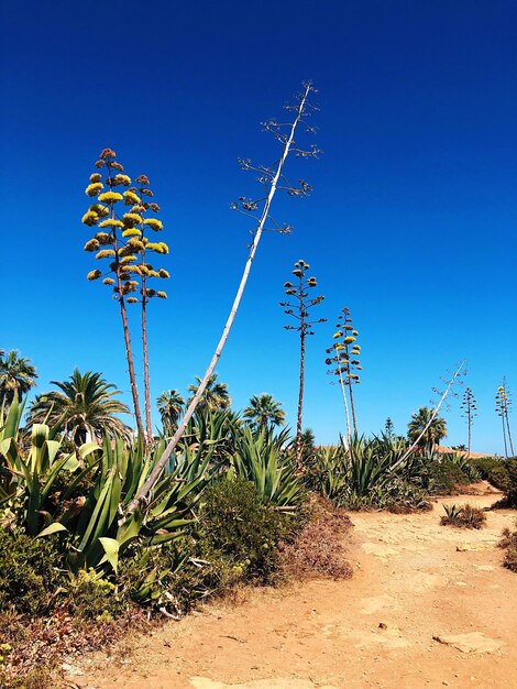 Plants growing on field against clear blue sky