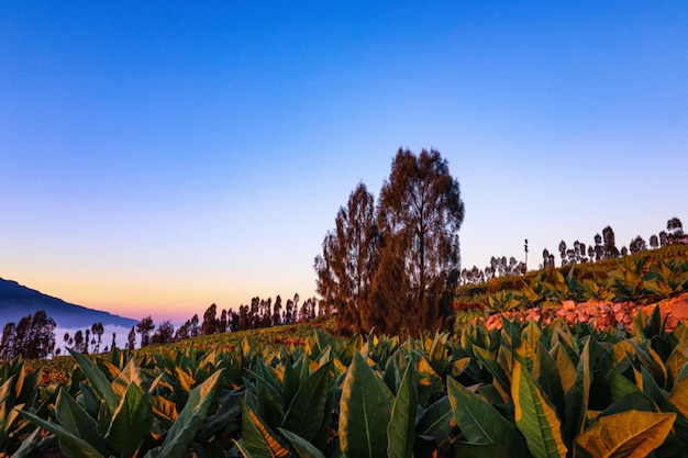 Foto piante che crescono sul campo contro un cielo limpido