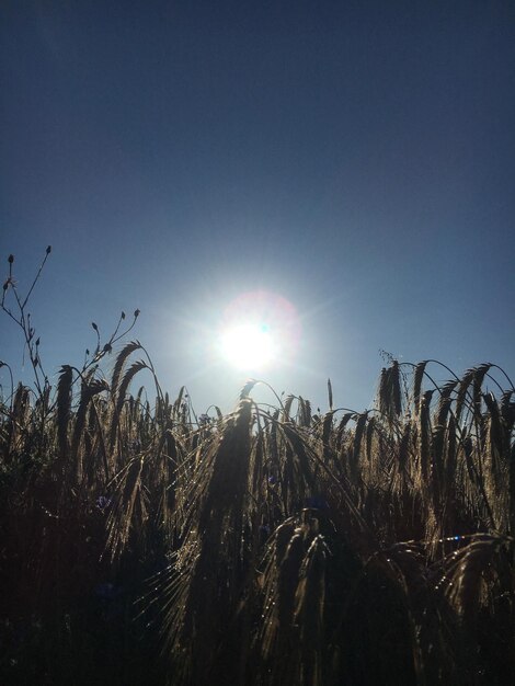 Plants growing on field against clear sky