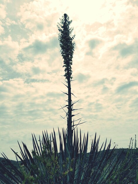 Photo plants growing on field against cloudy sky