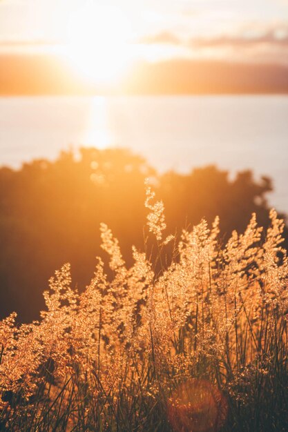 Photo plants growing on field against sky during sunset