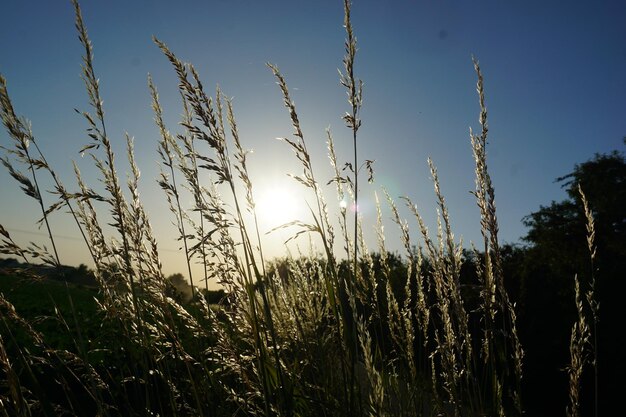 Plants growing on field against sky during sunset