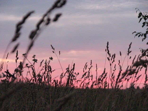 Foto piante che crescono sul campo contro il cielo durante il tramonto