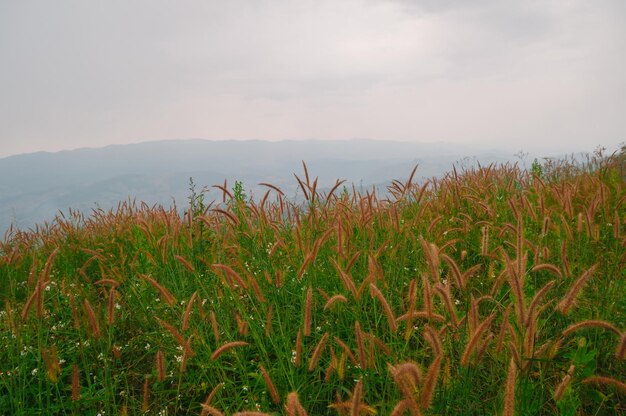 Plants growing on field against sky during sunset