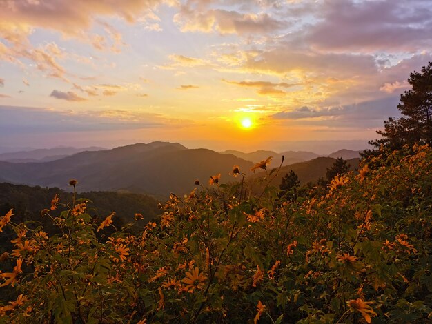 夕暮れの空を背景に畑で育つ植物